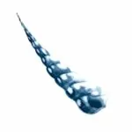 Shell-B
