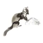 OTTER