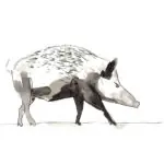 PORCUPINE
