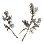 PINE
