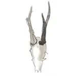 REINDEER
