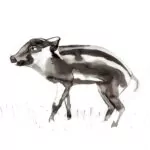 WILD BOAR