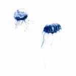 2JELLYFISH