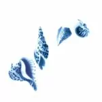 SHELL-D