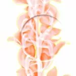 PALMHOUSE CORAL-A